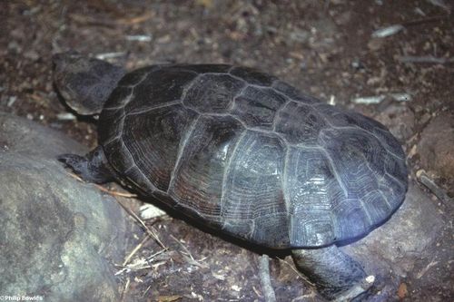 galapago-africano.jpg