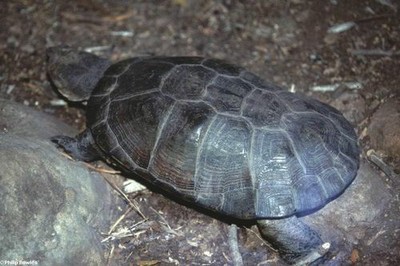 galapago-africano.jpg