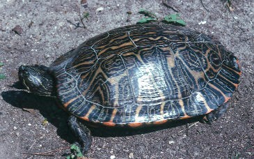 galapago-cooter.jpg