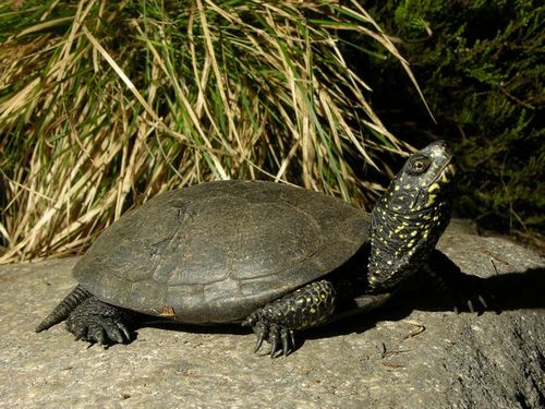 galapago-europeo.jpg