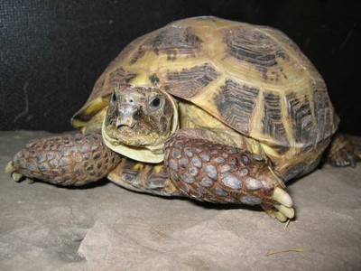 tortuga-rusa.jpg