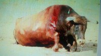 ASANDA acusa a la Junta de utilizar cifras económicas no verificables para justificar su apoyo a la tauromaquia