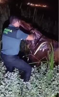ASANDA: Aumentan las muertes de animales en la Romería del Rocío 2026 y no se incoa ningún expediente por maltrato