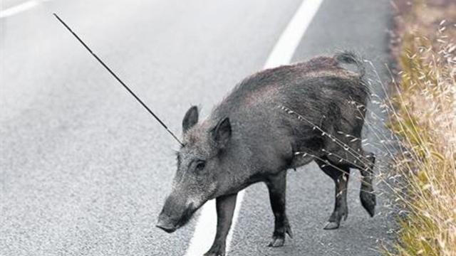 ASANDA denuncia la utilización del arco en los controles de jabalíes tras la aparición de animales heridos con flechas en espacios públicos