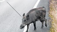 ASANDA denuncia la utilización del arco en los controles de jabalíes tras la aparición de animales heridos con flechas en espacios públicos