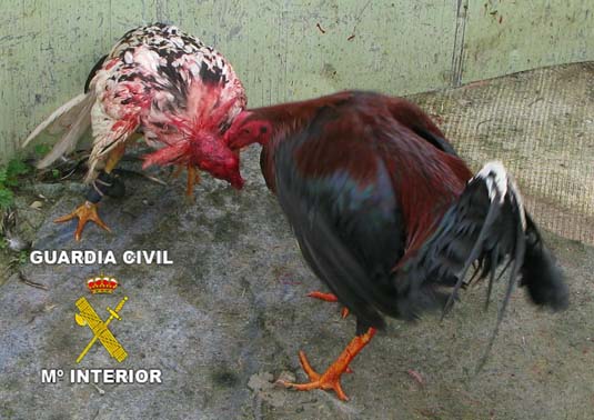Ayuntamiento de Sanlúcar colabora con peleadores de gallos