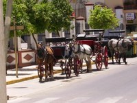 Caballos y cocheros siguen sin derecho a sombra en Sanlúcar de Bda. (Cádiz)