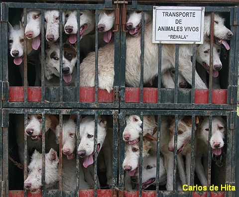 La Junta de Andalucía denunciada ante la Comisión Europea por incumplir la Directiva de Transporte de Animales