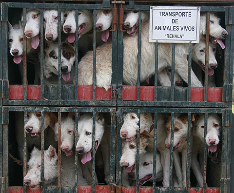 Lo conseguimos: la Junta obligada por la UE a incluir en las disposiciones de transporte de animales a las Rehalas