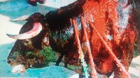 LO QUE LOS ESPECTADORES DE UNA PLAZA DE TOROS NO VEN