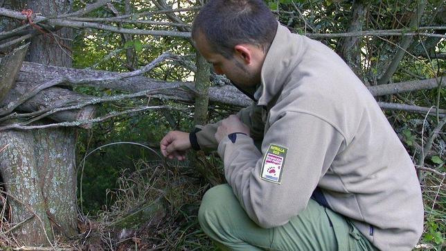  Piden pena de cárcel para un edil de Medio Ambiente por cazar con lazo