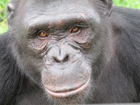 PROYECTO GRAN SIMIO ADVIERTE QUE LA SUBESPECIE DEL CHIMPANCÉ QUE HABITA EN NIGERIA-CAMERÚN, SE ENCUENTRA AL BORDE DE SU EXTINCIÓN.