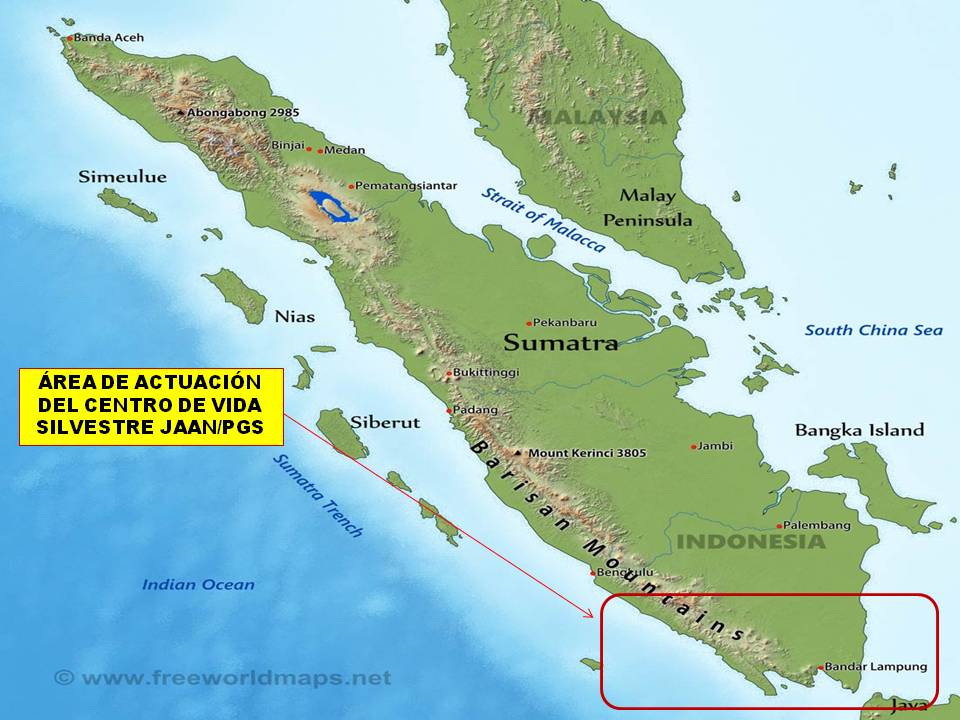 PROYECTO GRAN SIMIO COLABORA CON JAAN (YACARTA ANIMAL AID NETWORK) EN LA CONSTRUCCIÓN DE UN CENTRO DE VIDA SALVAJE AL SUR DE SUMATRA (INDONESIA)