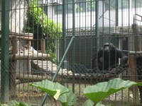 PROYECTO GRAN SIMIO INSISTE EN QUE SE FORMULE UNA LEY QUE REGULE LOS DERECHOS FUNDAMENTALES DE LOS GRANDES SIMIOS, ANTE LA SECUENCIA PUBLICADA DEL GENOMA DEL GORILA.