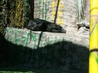 SENTENCIA JUDICIAL HISTÓRICA EN ARGENTINA A FAVOR DE CECILIA, UNA CHIMPANCÉ QUE SE ENCUENTRA EN EL ZOOLÓGICO DE MENDOZA.